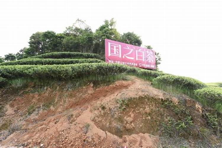 奶白茶用什么肥料最好？
