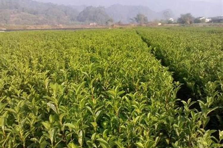 大土泥适合奶白茶吗？