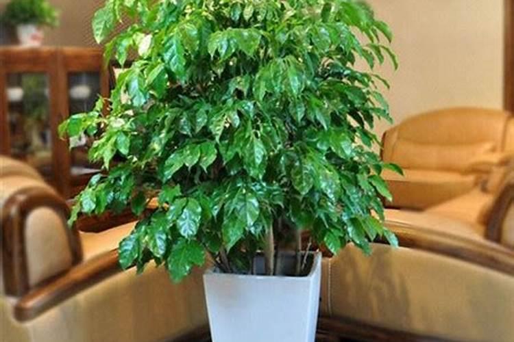 幸福树需要什么样的肥料最好