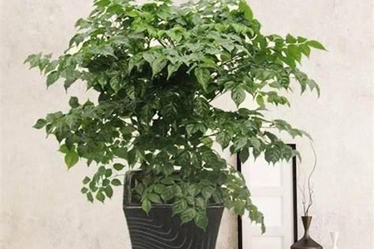 幸福树喜欢什么肥料