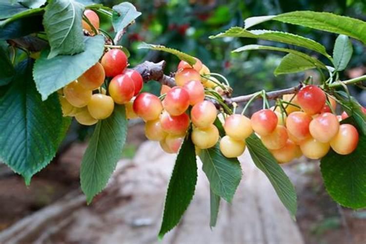 大樱桃对施肥有哪些要求？