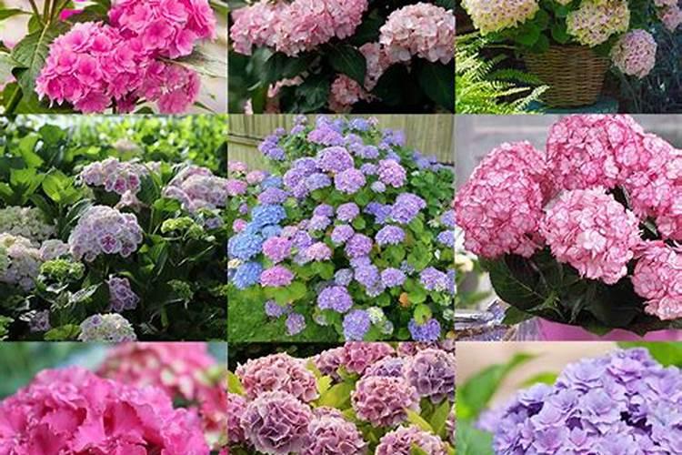 绣球花几月施肥