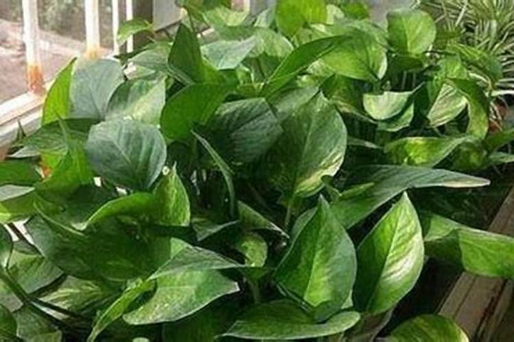 绿萝用什么叶面肥好 绿萝施哪种肥料