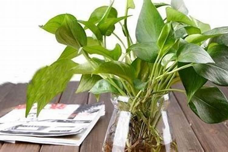 怎么把绿萝养得枝叶茂盛 把绿萝养得枝叶茂盛的方法