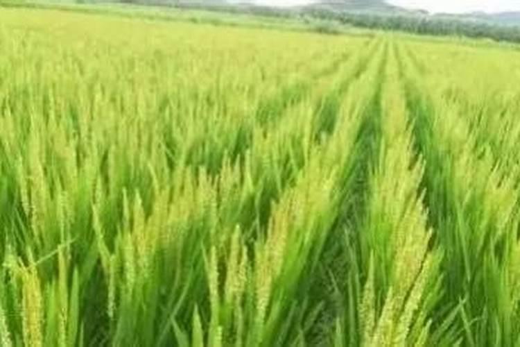 水稻孕穗期水肥管理