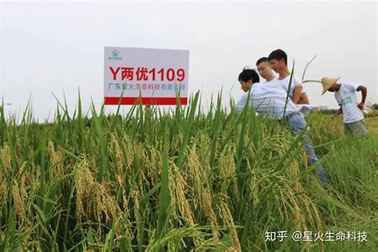 水稻抽穗扬花期管理 怎么养殖比较好