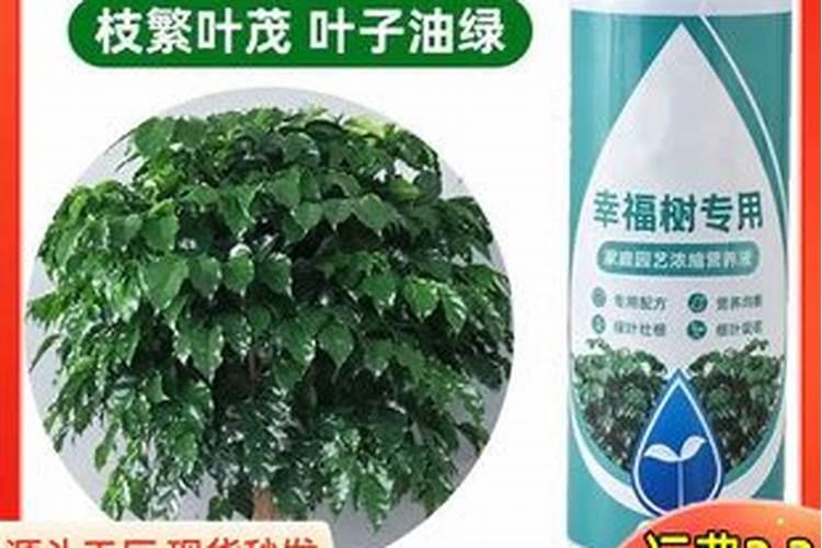 幸福树怎么养长得好