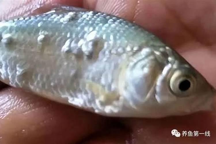 养鱼的水可以浇花吗