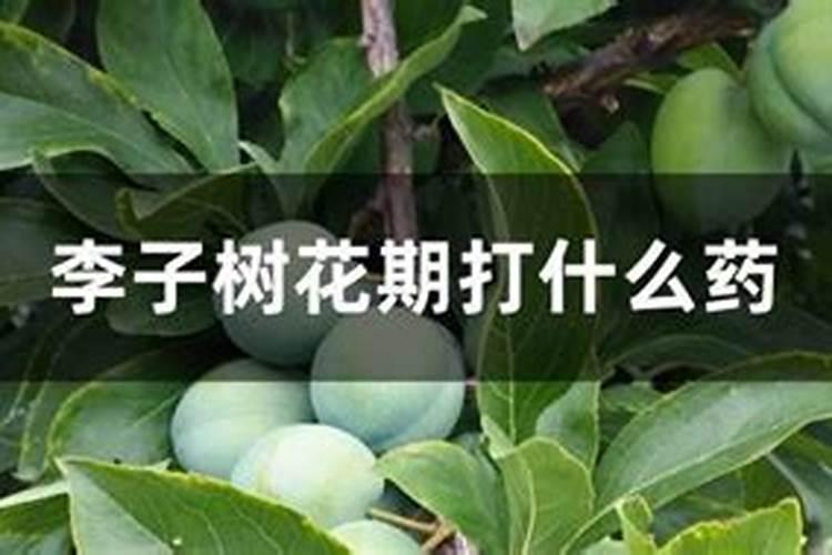 李子怎么施肥长得快？李子施什么肥增甜上传靓果？
