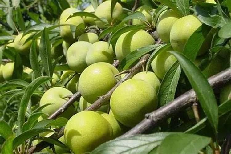 李子怎样保花保果