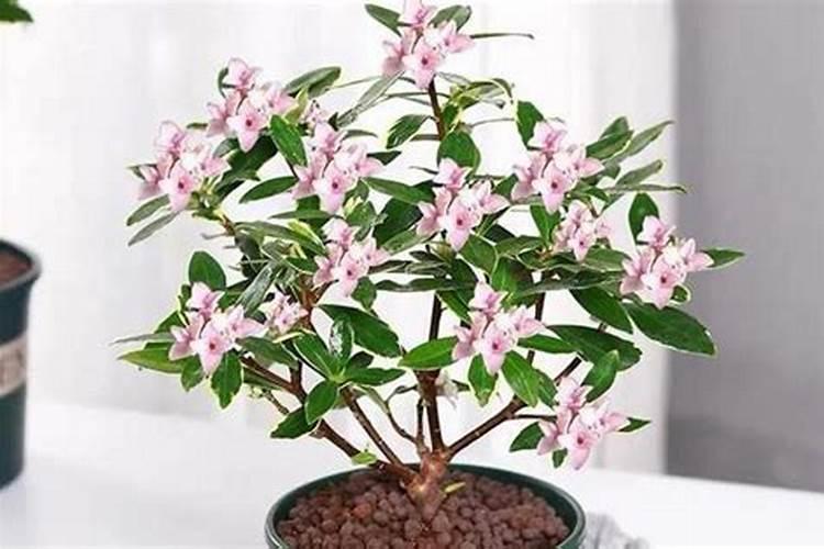 金边瑞香冬季怎么养