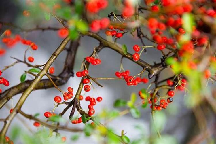 火棘的养殖方法和注意事项