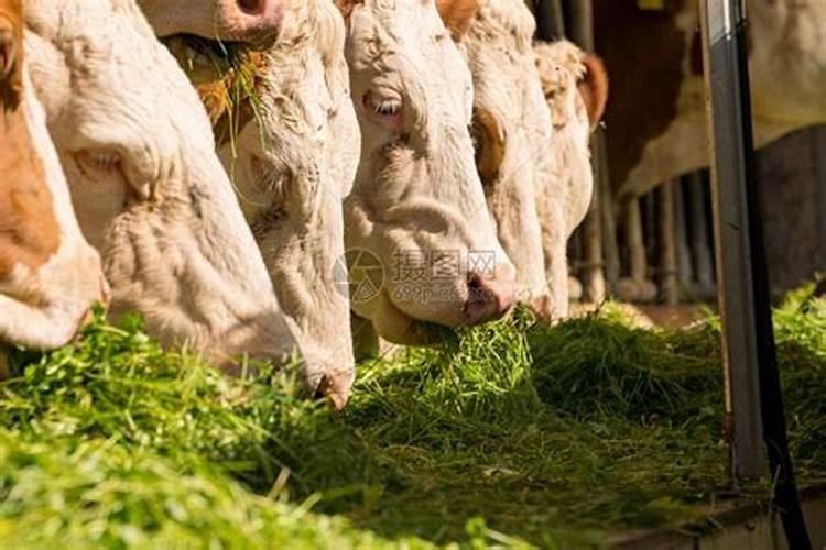 草可以直接埋土里做肥料吗怎么快速让杂草变肥料