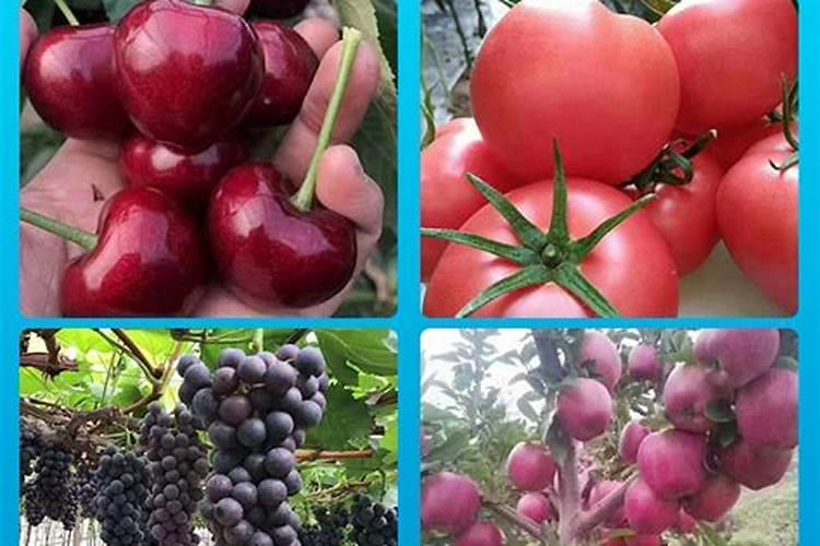 螯合镁肥的正确使用方法