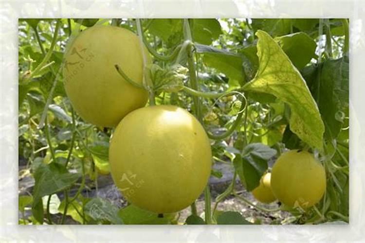 芸苔素可以控旺吗