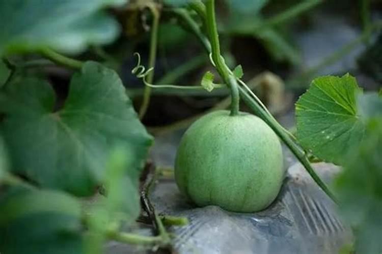 甜瓜底肥施什么肥好