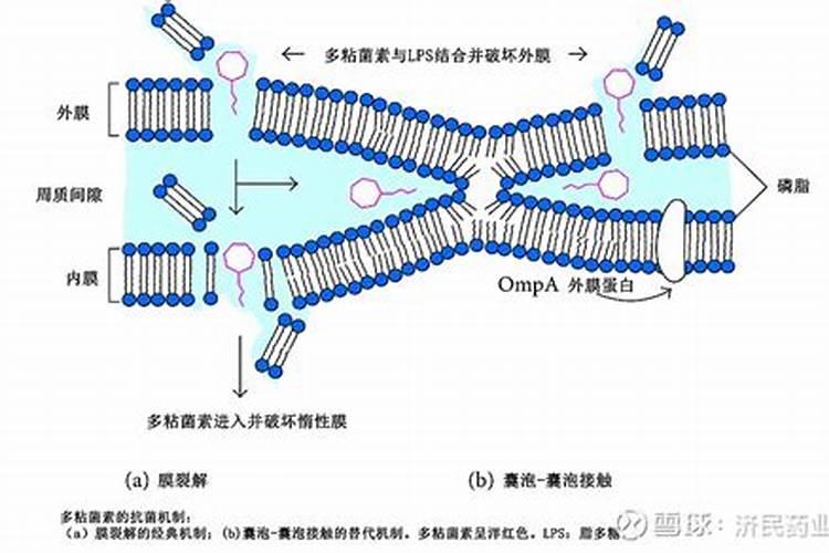 抗菌药物抗菌素的分类