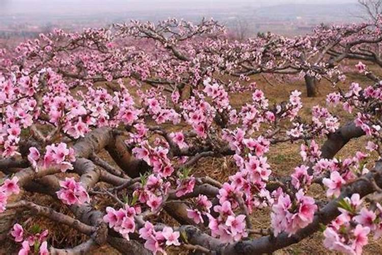 高血压吃什么药