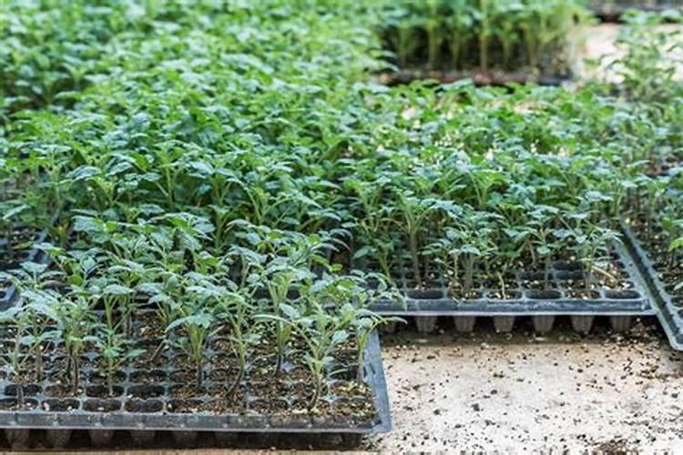 刚栽的菜苗应怎么浇水和追肥