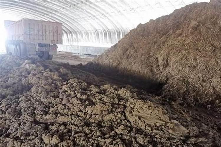 如何给梅花施肥