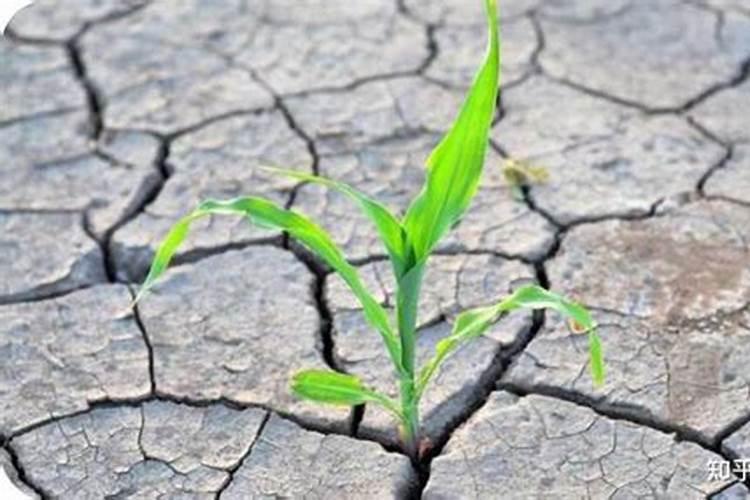 如何防止土壤板结