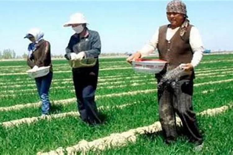 简述磷肥的使用方法