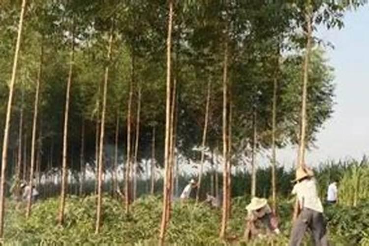 桉树用什么肥料最好