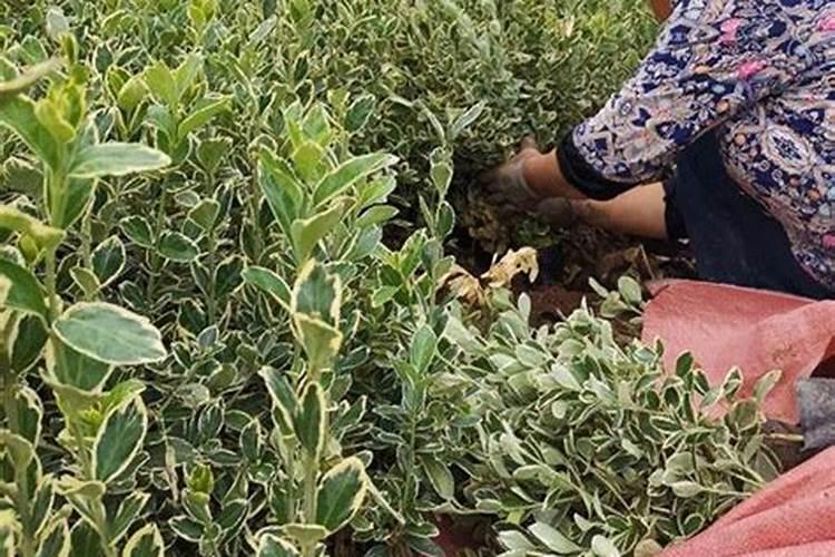 大叶黄杨的施肥与管理方法及病害防治