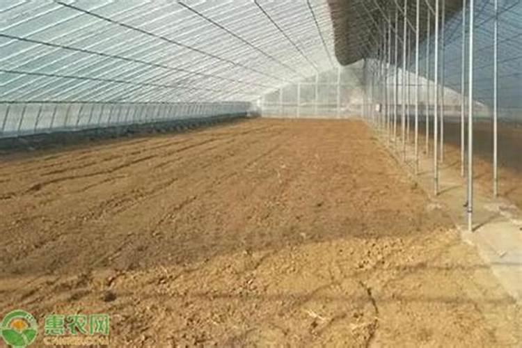 几种大棚蔬菜高产施肥技术(大棚蔬菜施肥技术要点)