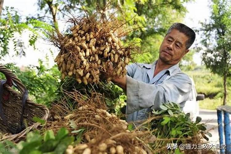 花生硼肥什么时间施用