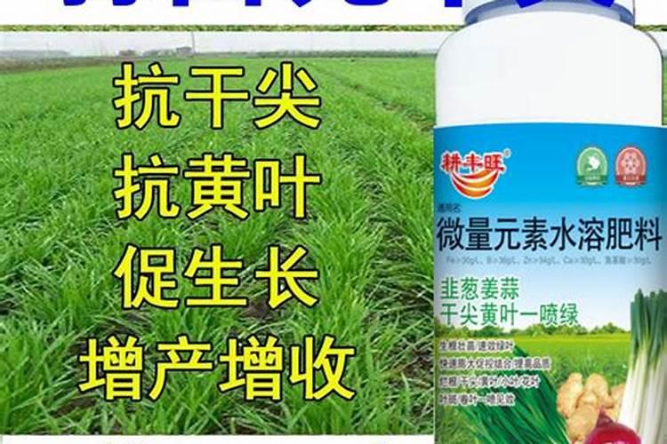 蒜苗适合用什么叶面肥