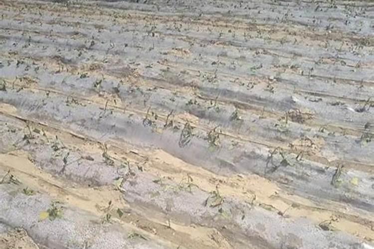 种植花生磷肥的正确方法