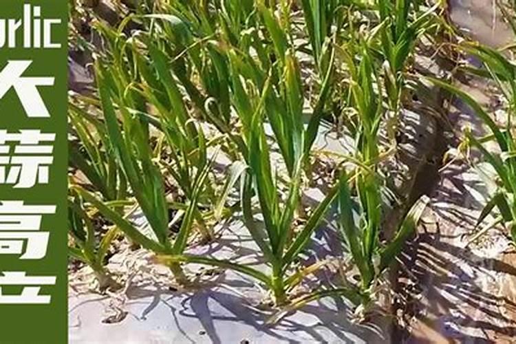 种大蒜用什么肥料做底肥最好