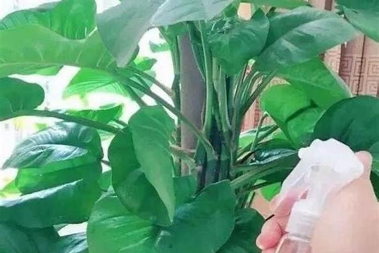 怎样给绿萝施肥