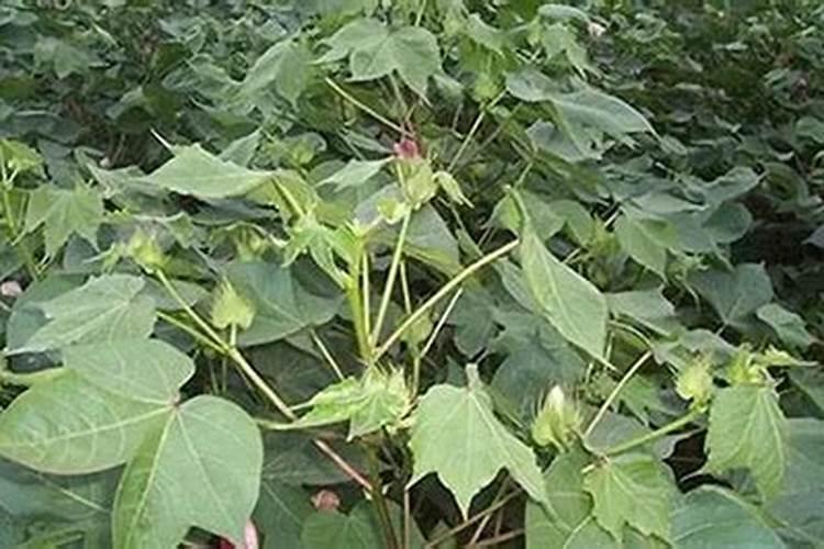 棉花什么时候喷施磷酸二氢钾好