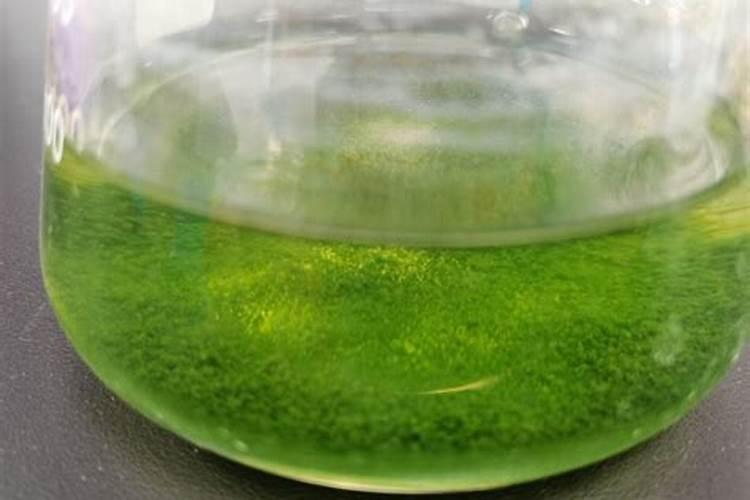 小球藻在家怎么培养
