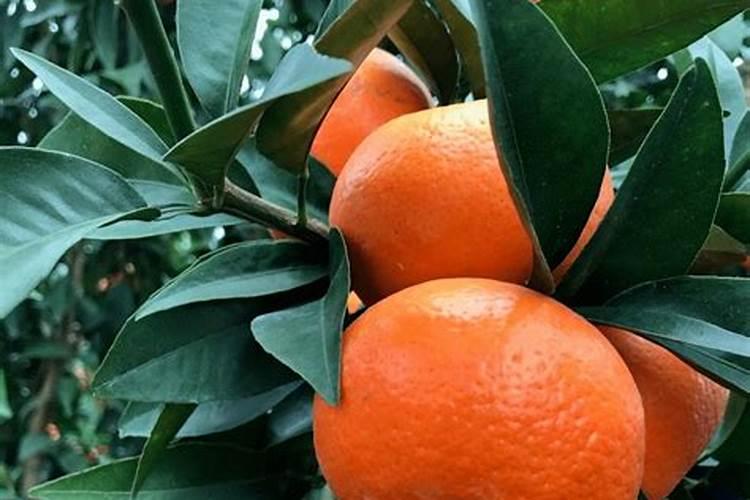 柑橘成熟期可以喷芸苔素吗？