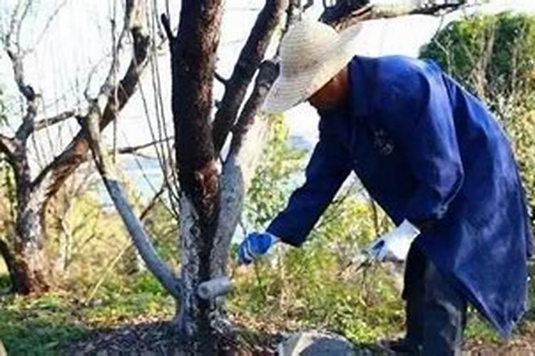 丙环唑治腐烂病涂杆用多少倍