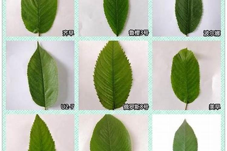 摘完樱桃施什么肥料 http