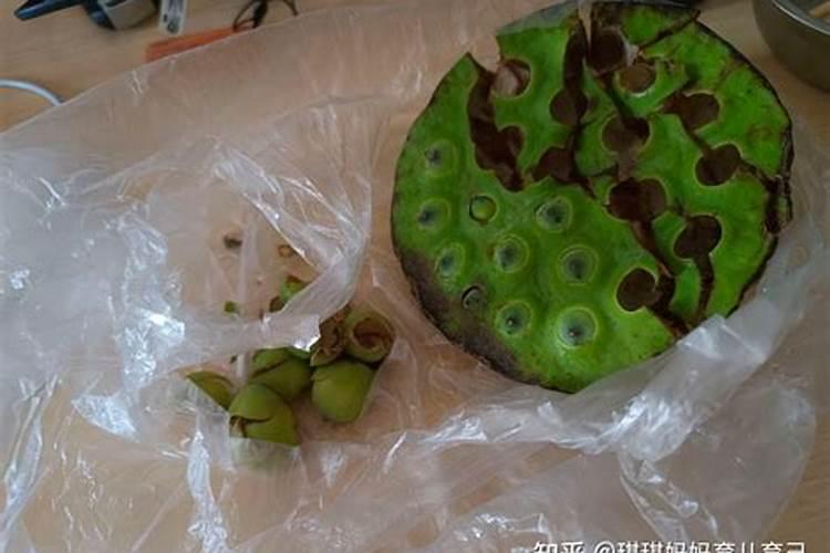 莲藕叶子什么时候彩摘？