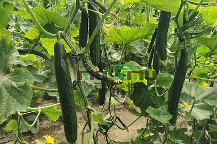 黄瓜追肥用什么肥料好？打什么叶面肥长的快？生根好的肥料？