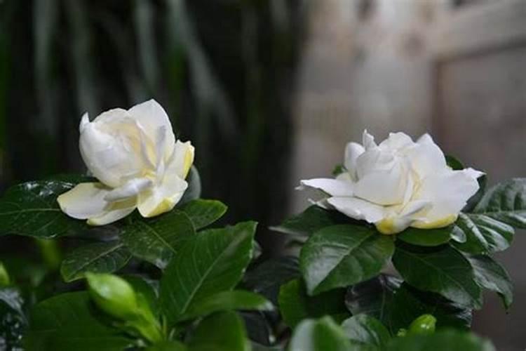 茉莉花肥可以给栀子花吗