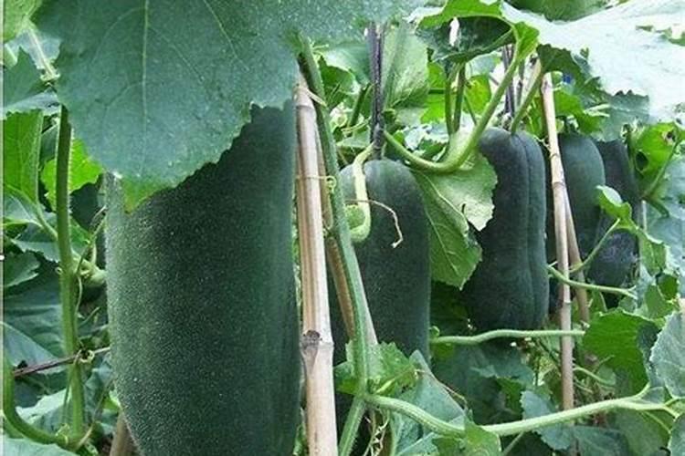 冬瓜浇什么肥料长得快