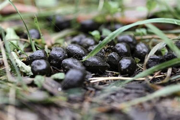 什么肥含磷钾？