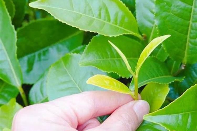 意料之外的增产效果,含氨基酸水溶肥料在茶叶上应用示范试验叶面肥...