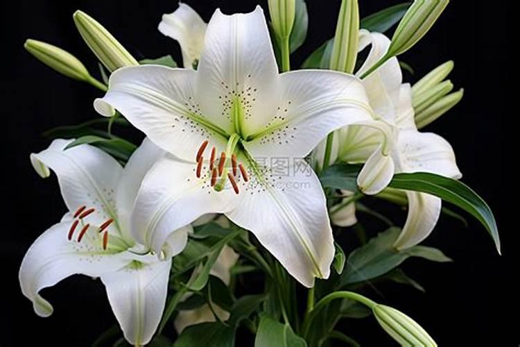 百合花什么时候施肥