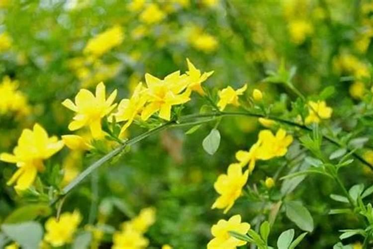 如何给百合花施肥