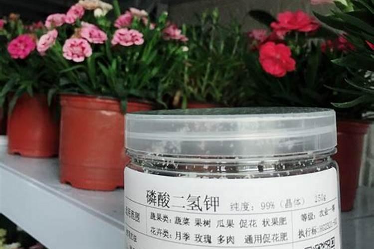 长豆角种植时间和方法