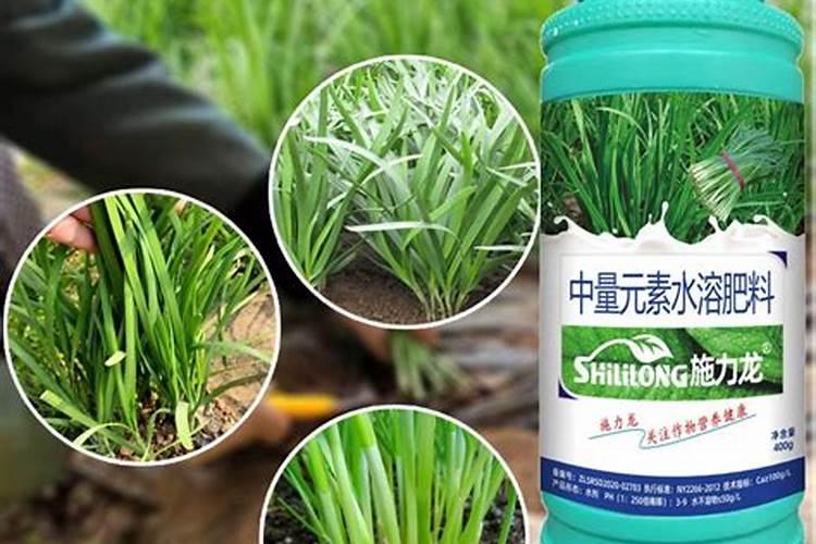 一斤白醋浇韭菜的方法