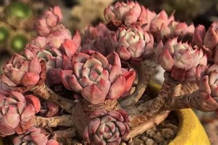 控释肥多肉怎样用